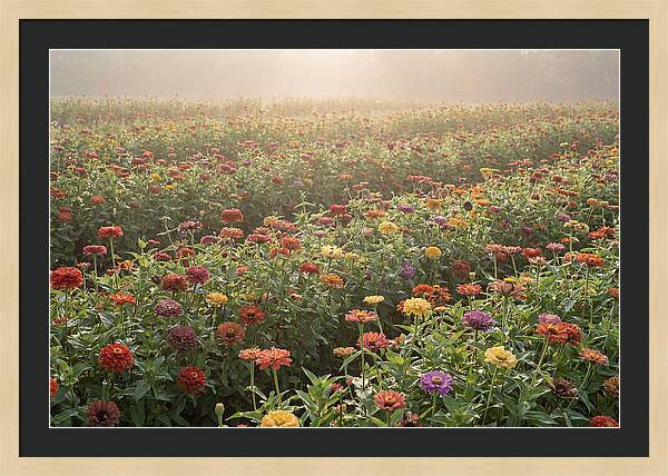 Zinnia Garden In Blazing Summer Light